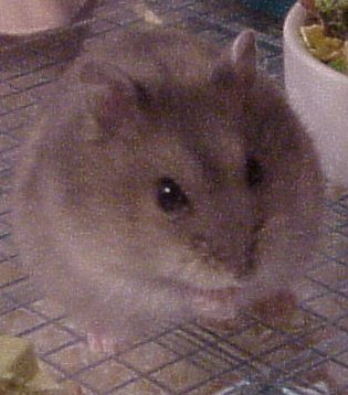 Aija